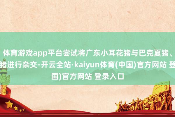 体育游戏app平台尝试将广东小耳花猪与巴克夏猪、杜洛克猪进行杂交-开云全站·kaiyun体育(中国)官方网站 登录入口